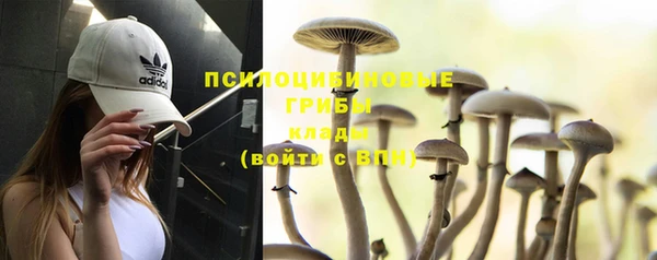 apvp Алзамай